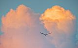 Gull & Sunset Clouds_P1170714